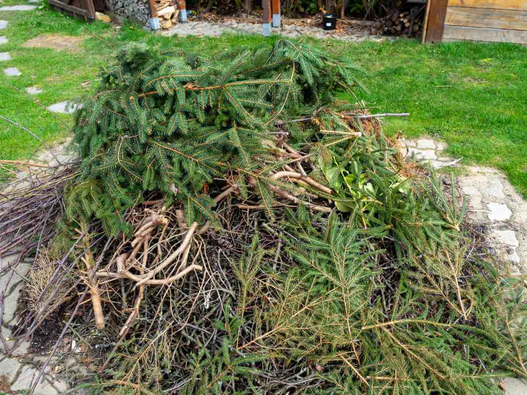 ritiro ramaglie piove di sacco